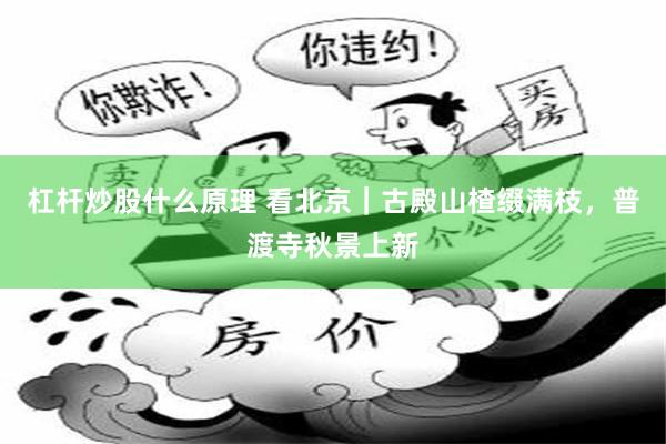 杠杆炒股什么原理 看北京｜古殿山楂缀满枝，普渡寺秋景上新