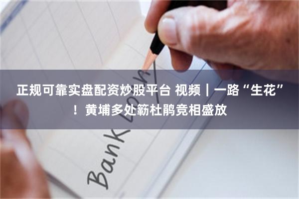 正规可靠实盘配资炒股平台 视频｜一路“生花”！黄埔多处簕杜鹃竞相盛放
